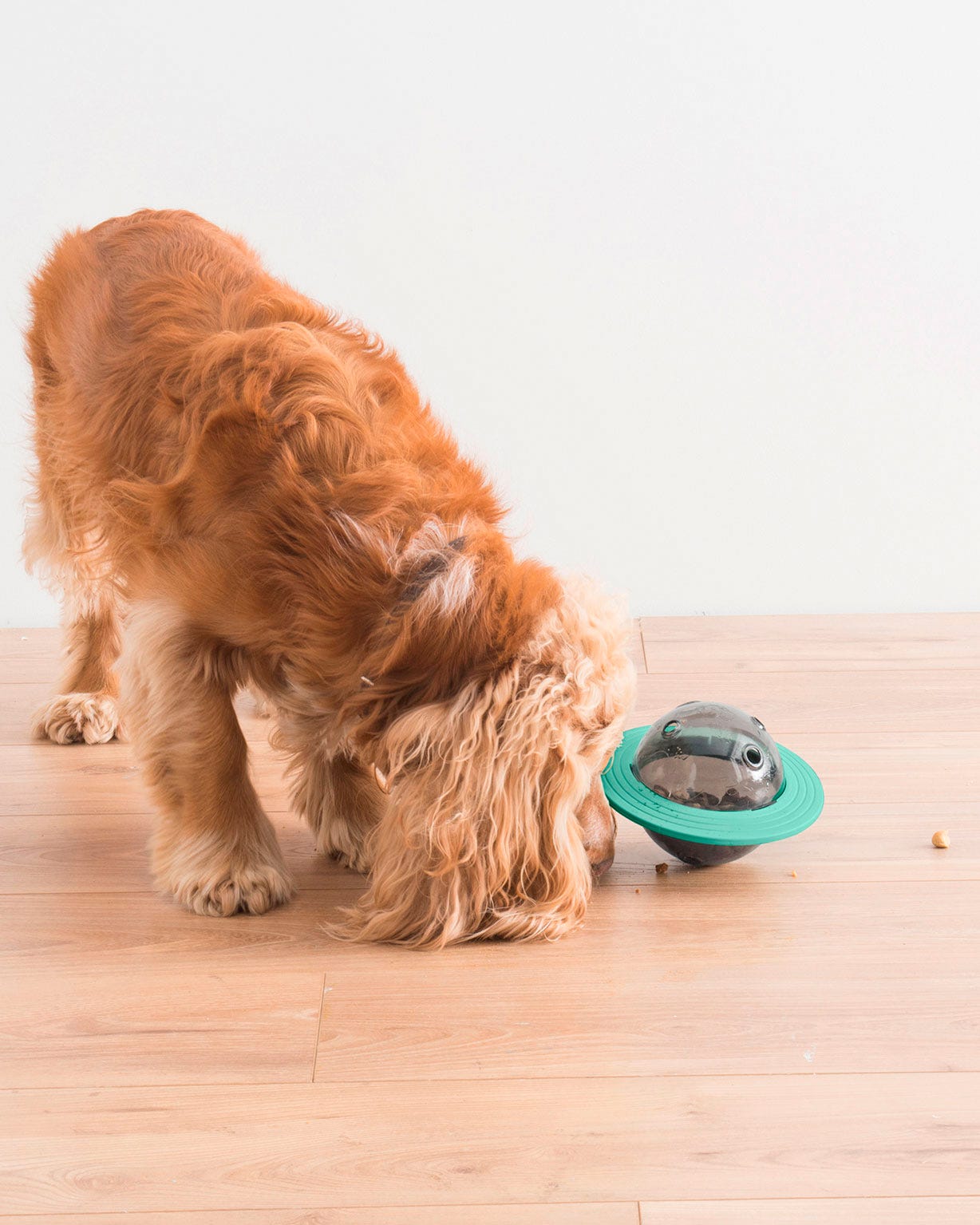 Jouet distributeur de croquettes