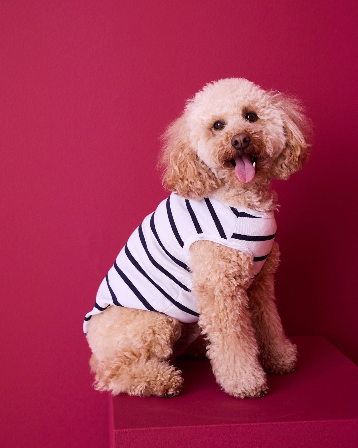 Marinière Thermolactyl pour chiens