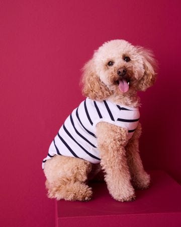 Marinière Thermolactyl pour chiens