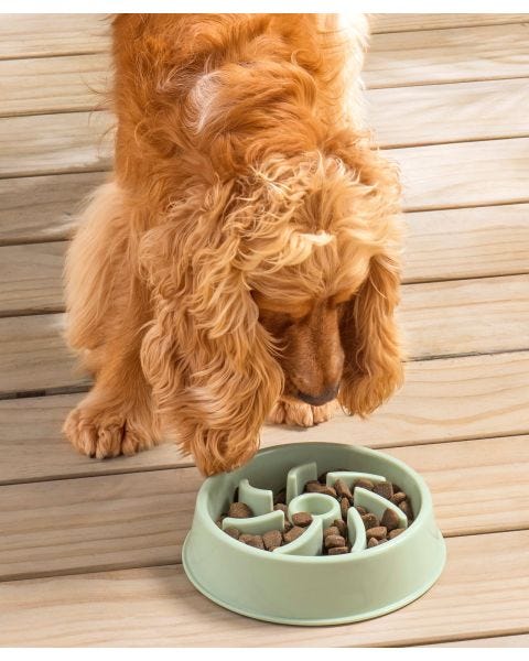 Gamelle pour animaux